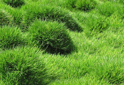 Semillas de hierba zoysia 