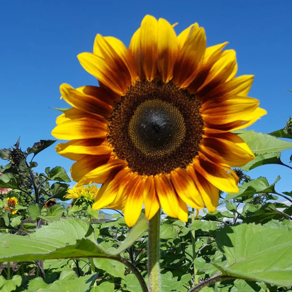 Bicolor Sunflower Seeds