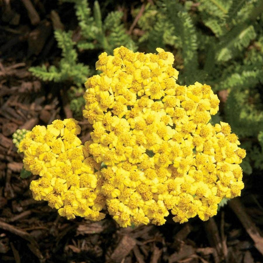 Achillea 'Little Moonshine' Seeds - Compact Yellow Perennial with Silver-Gray Foliage