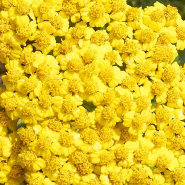 Achillea 'Little Moonshine' Seeds - Compact Yellow Perennial with Silver-Gray Foliage