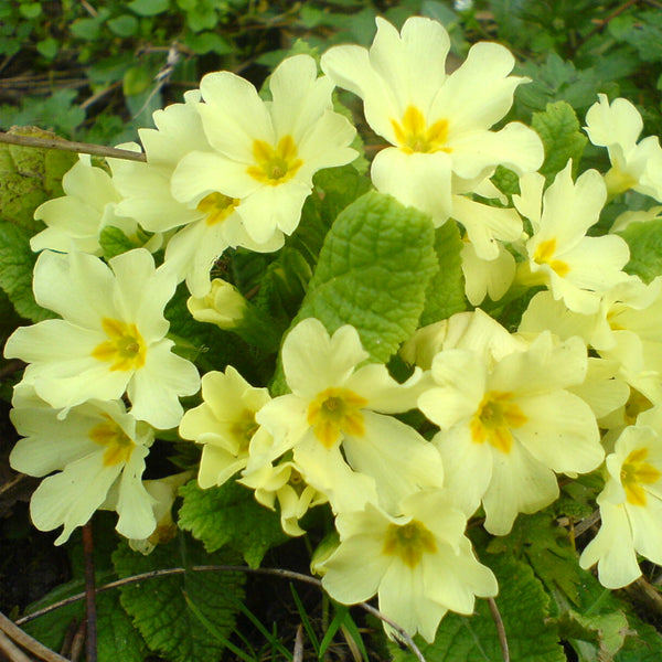 Primel-Blumensamen – Pure Asia Seeds