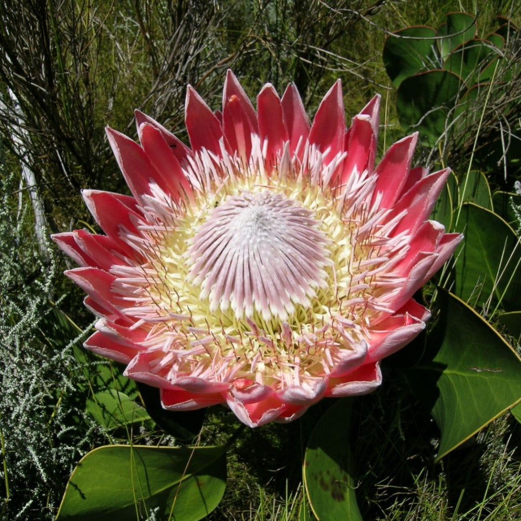 Semi di arbusto Protea Cynaroides