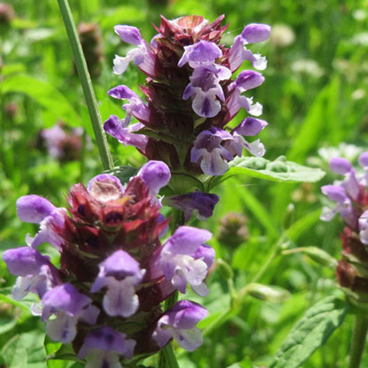 Prunella Vulgaris Flower Seeds