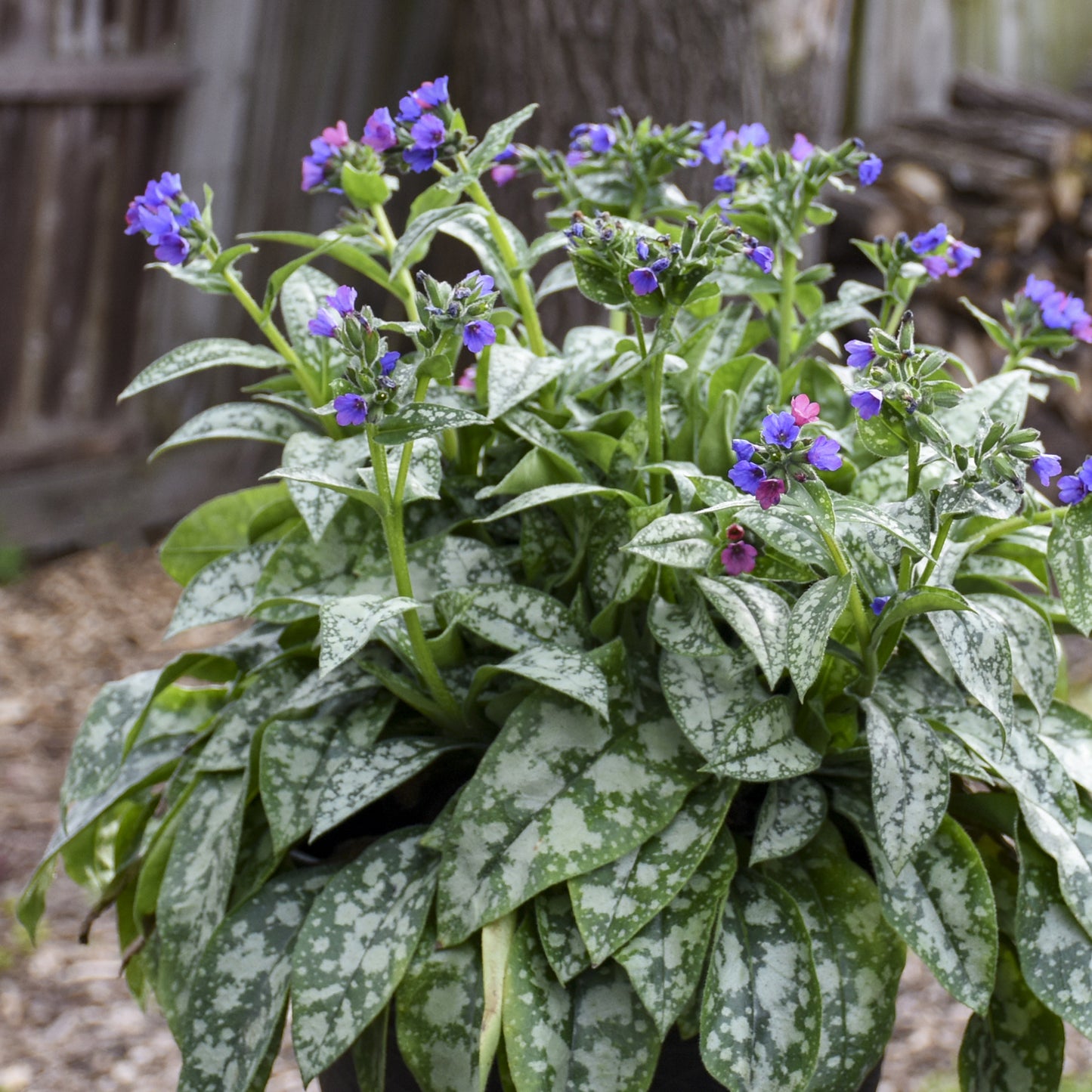 Pulmonaria Flower seeds for Planting Pollinator Friendly Heirloom & GMO Free Seeds for Home Garden 
 
 Sale