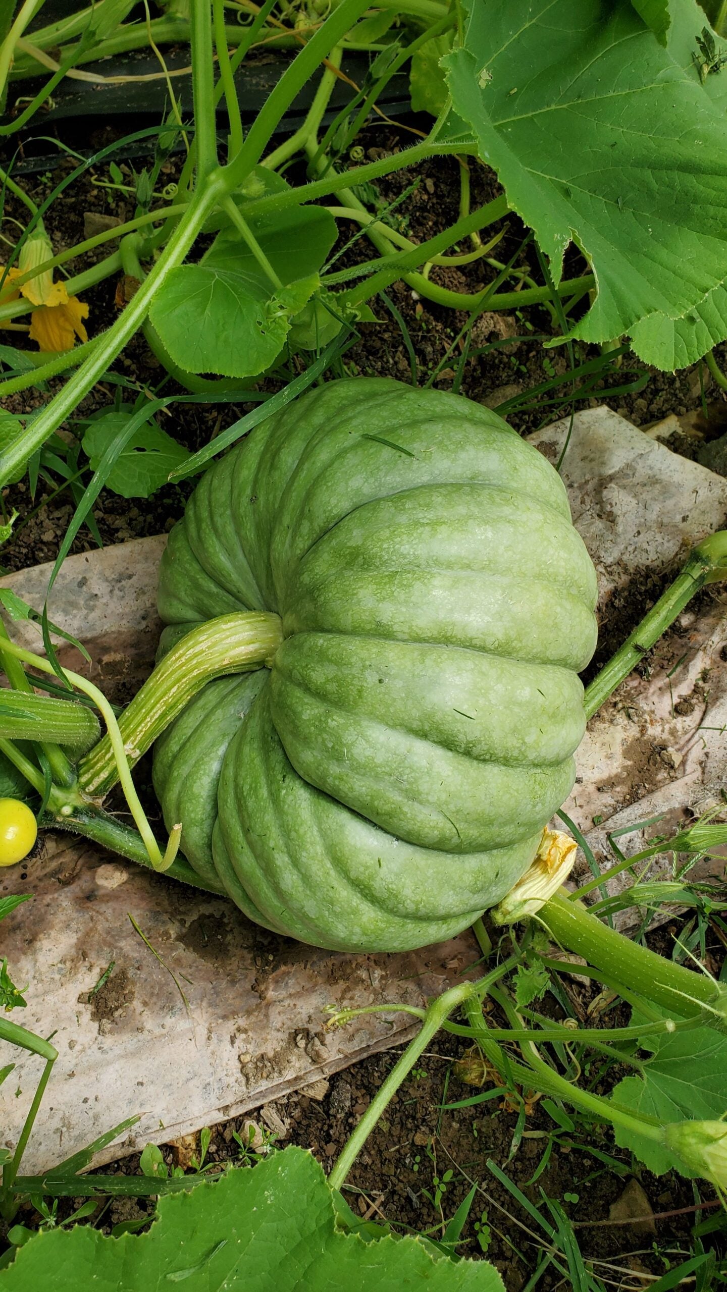 ジャラーデールかぼちゃ野菜の種 – Pure Asia Seeds