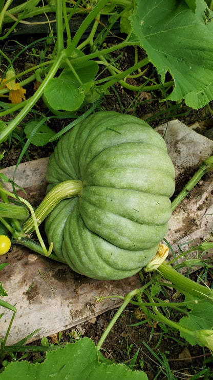 Jarrahdale Pumpkin (Cucurbita maxima) Vegetable Seeds for Planting – Heirloom, Non-GMO, Annual