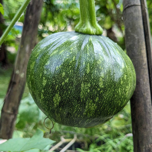 緑のかぼちゃの果実の種