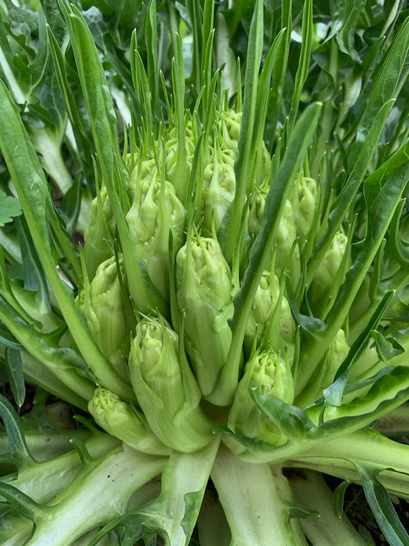 Chicorée Catalogna Puntarelle Gemüsesamen