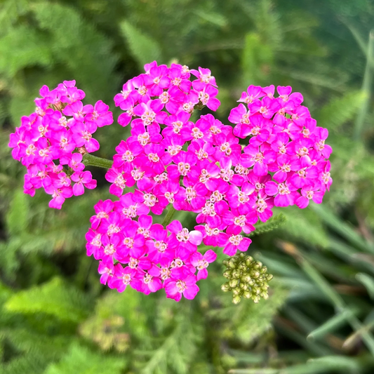 Achillea 'Autumn Finale' Seeds - Rich Yellow-Red Perennial with Fall Blooming Beauty