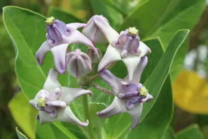 Purple Calotropis Gigantea Planting Seeds