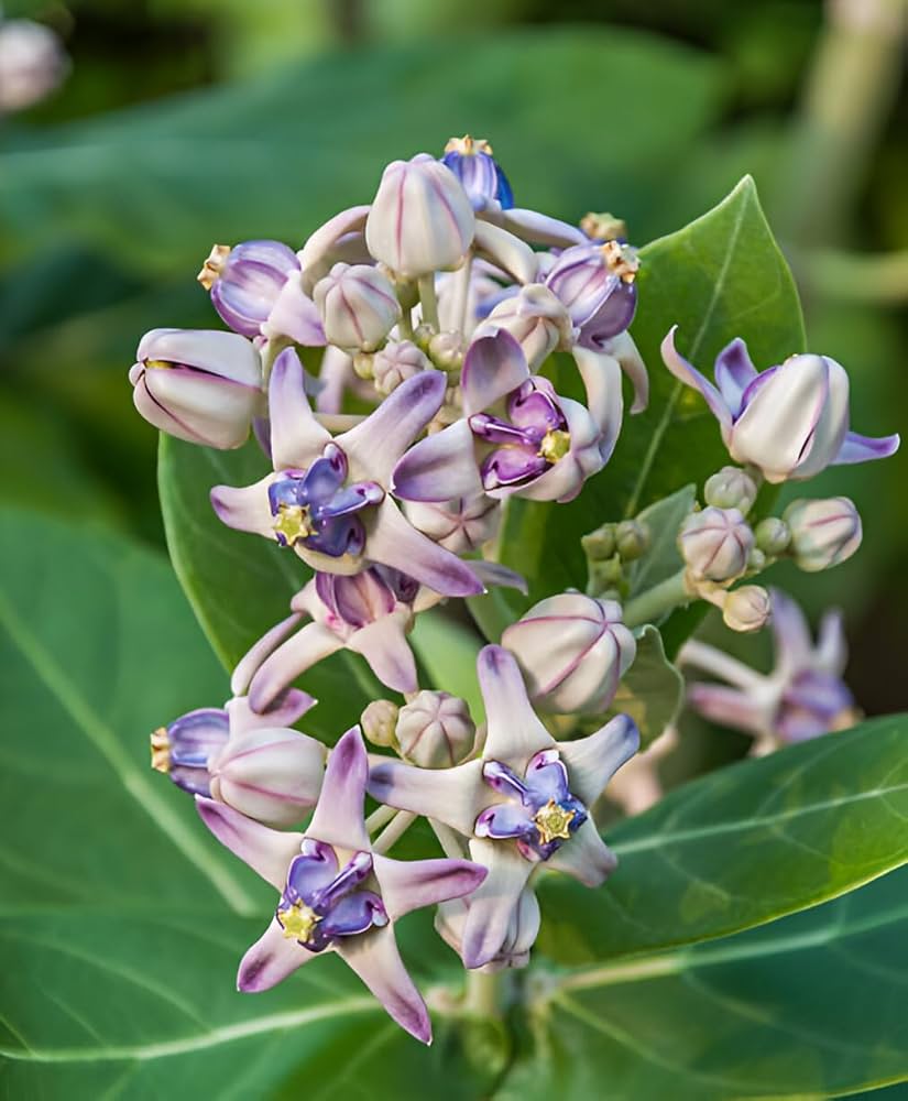 Purple Calotropis Gigantea Planting Seeds