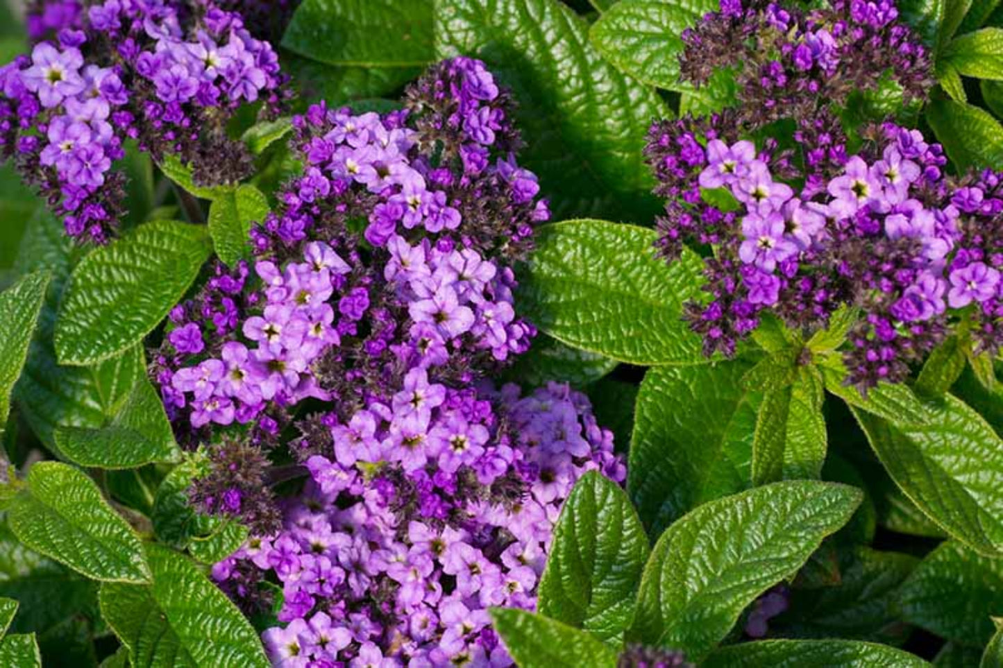 Heliotrope Flower Seeds