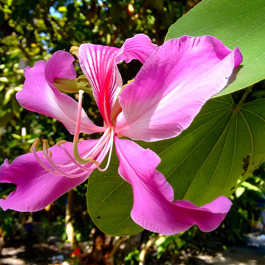 Bauhinia Purpurea Flower Seeds