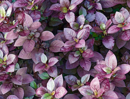 Alternanthera Ornamental Plant Seeds