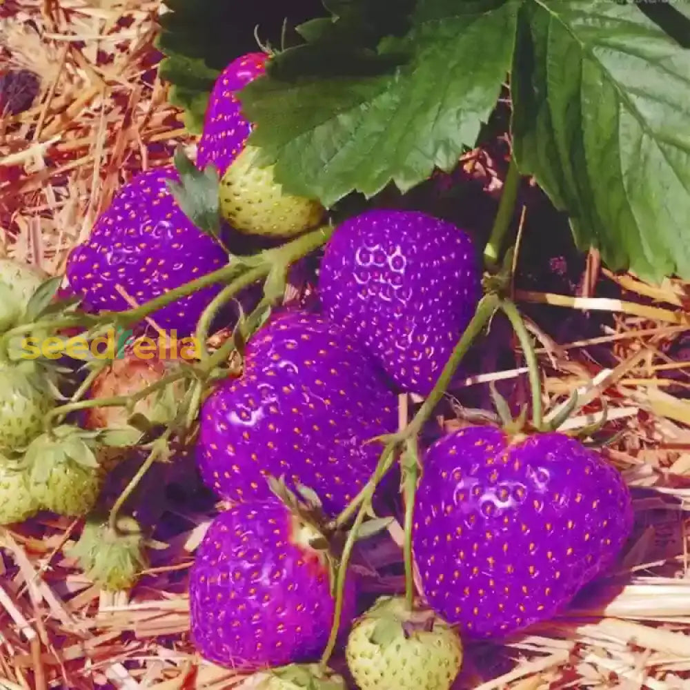 Strawberry Fruit Seeds Purple For Planting Seed For Unique, Colorful Strawberry Growth heirloom non-gmo organic garden seeds