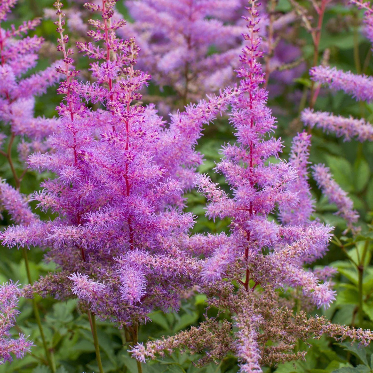 Purple Astilbe Garden Flowers