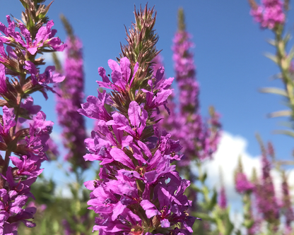 Purple Loosestrife Flower Seeds