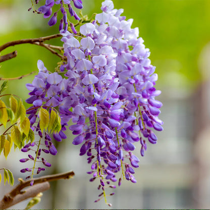 Wisteria Flower Seeds