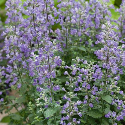 Persian Catmint Herb Seeds