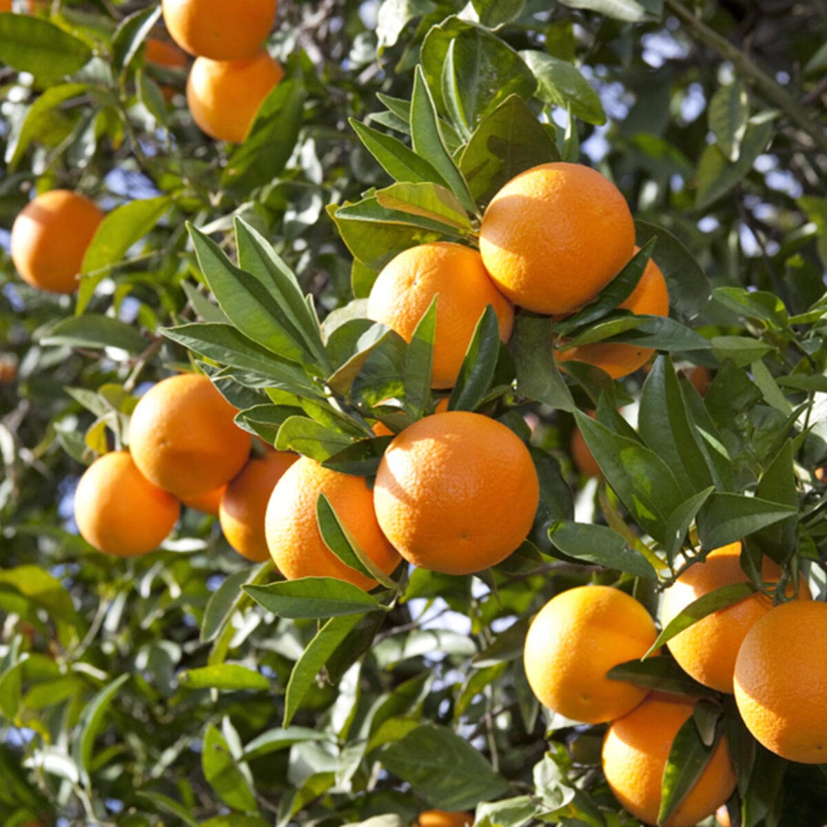 Orange Tree Fruit Seeds