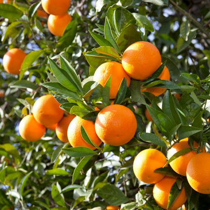 Orange Tree Fruit Seeds