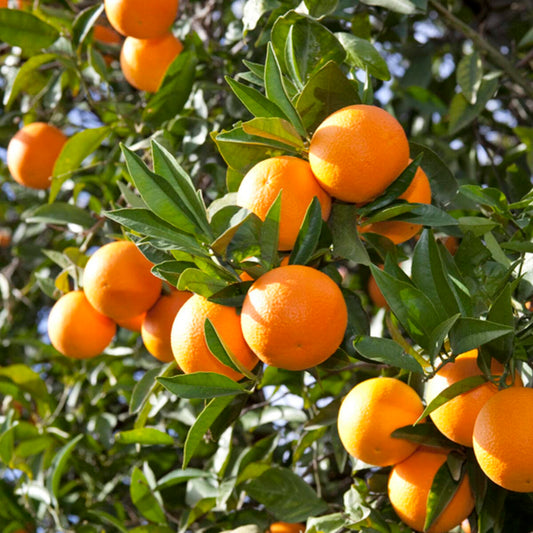 Semi di frutta dell'albero d'arancio