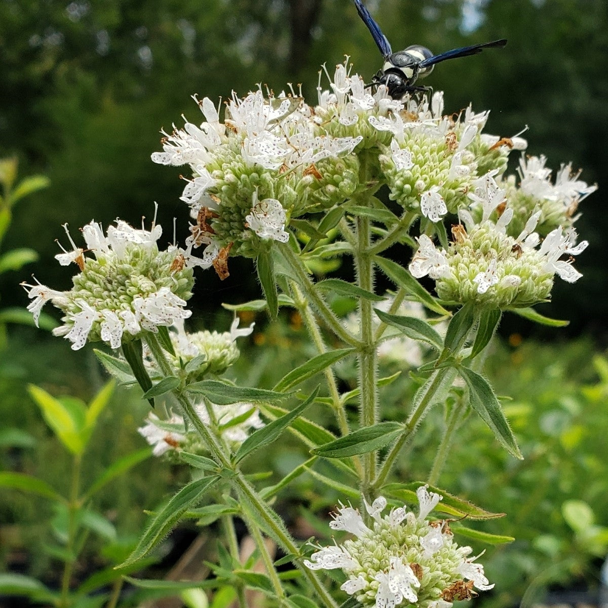 Hairy Mountain Mint Seeds