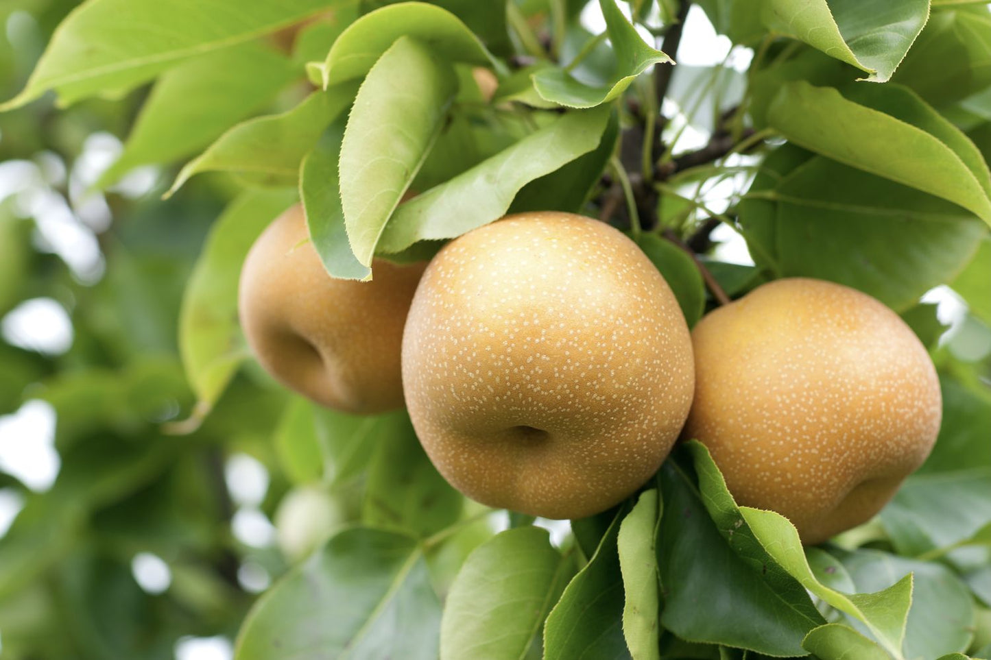Asian Pear Tree Seeds - Pyrus pyrifolia