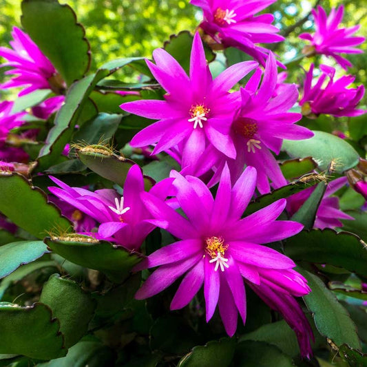 Schlumbergera Flower Seeds Purple Planting - Seeds for Vibrant and Eye-Catching Blooms in Your Garden