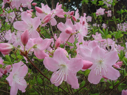 Royal Azalea Flower Seeds