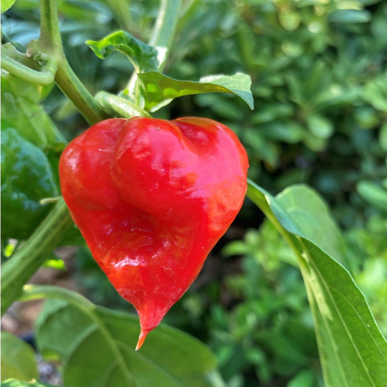 Devil's Tongue Hot Pepper Fruit Seeds