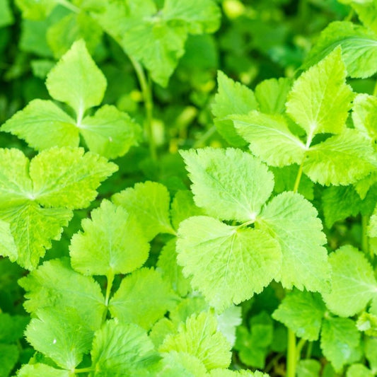 Japanese Parsley Herb Seeds