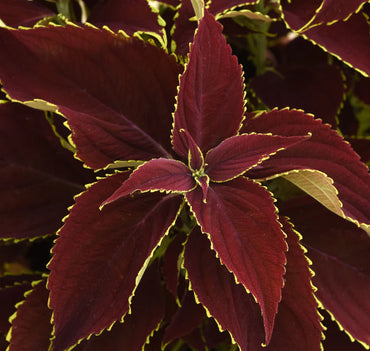 Semi di erba Coleus rosso