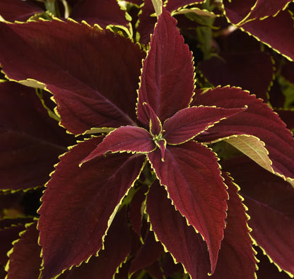 Red Coleus Herb Seeds