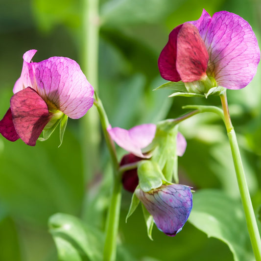 Sweet Pea Flower Seeds