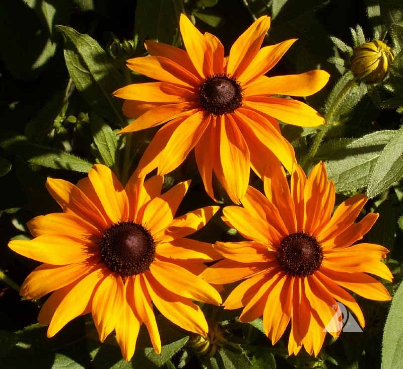 Orange Rudbeckia Flower seeds for Planting - Easy to Grow, Heirloom & GMO Free Seeds for Home Garden