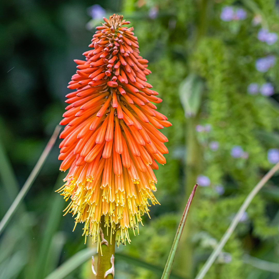 Kniphofia Mango Popsicle Flower Seeds