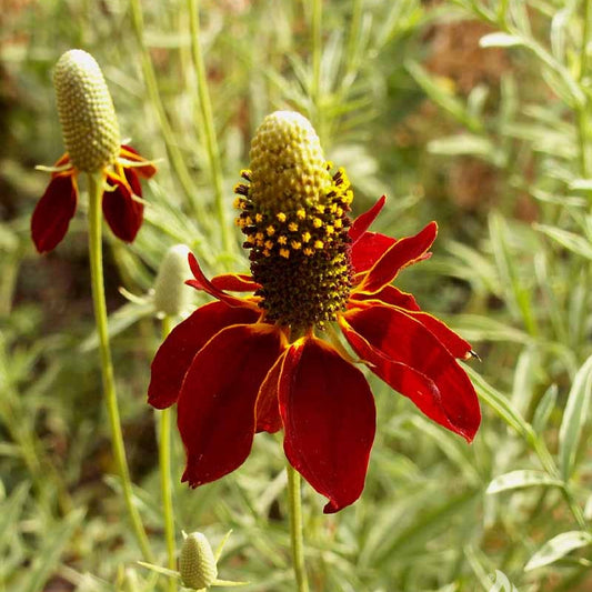 Dark Red Cone flower Seeds