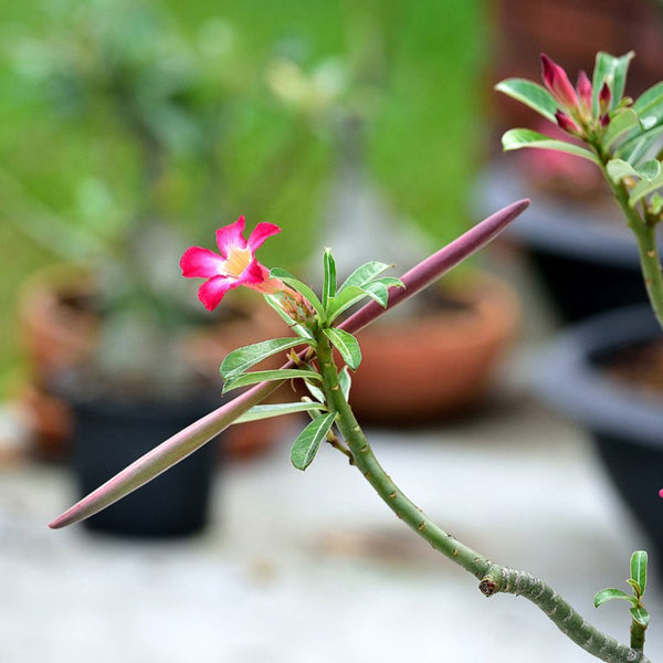 砂漠のバラ 砂漠のバラの花の種 – Pure Asia Seeds