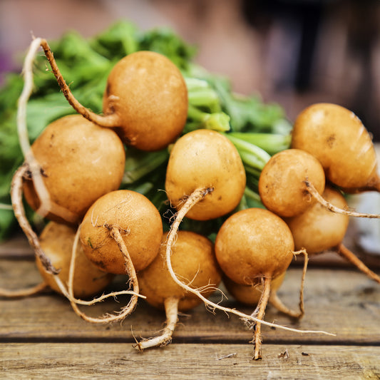 Zlata Radish Vegetable Seeds