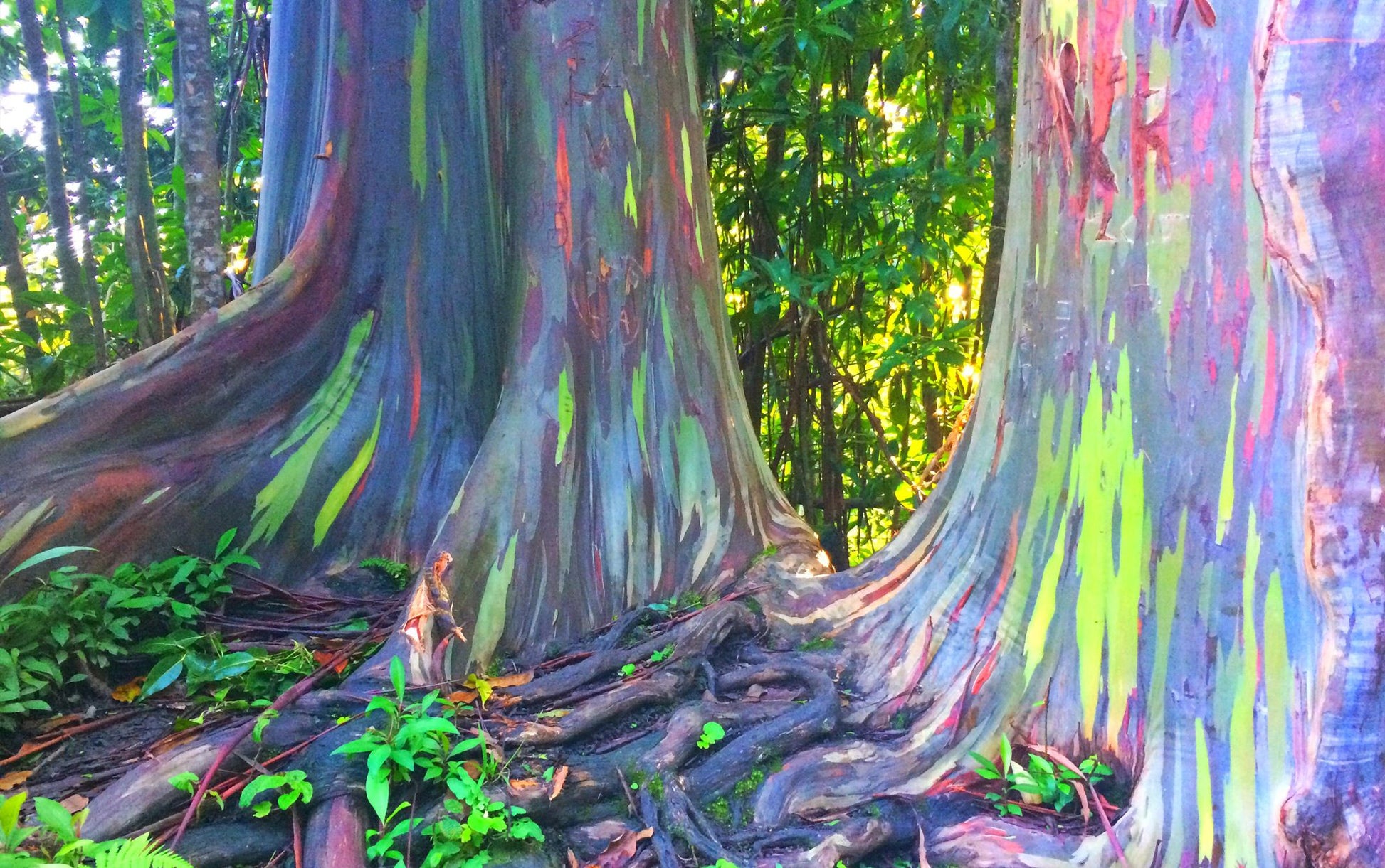 bonsai rainbow eucalyptus tree Rainbow Eucalyptus Tree Seeds for Planting – Heirloom, Non-GMO, Fast-G – Pure Asia Seeds