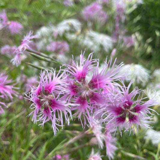 Dianthus Rainbow Loveliness Flower Seeds