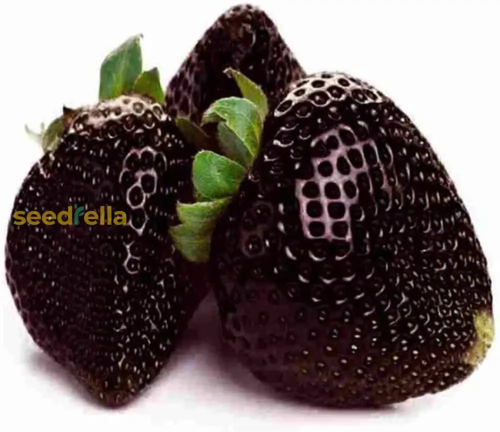 Rare Black Strawberries Seeds For Planting Grow Unique Juicy Dark Strawberries In Your Garden heirloom non-gmo organic garden seeds