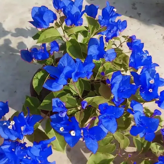 Blue Bougainvillea Spectabilis Flower Seeds