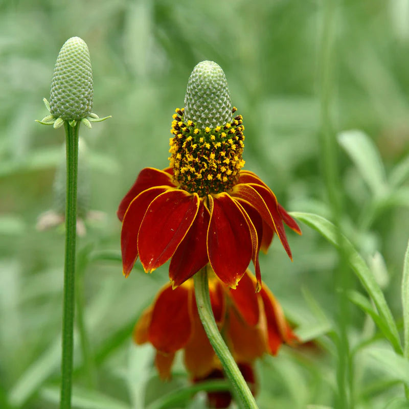 Dark Red Cone flower Seeds