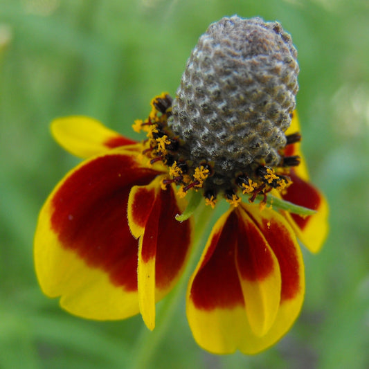Mexican Hat Flower Seeds