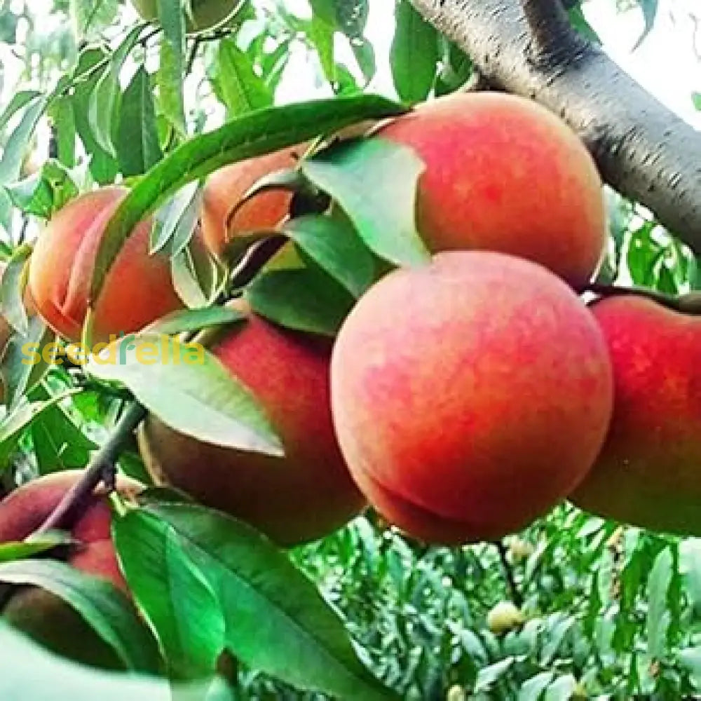 Red Aadoo Fruit Seeds For Planting | Grow Delicious Homegrown Fruits heirloom non-gmo organic garden seeds