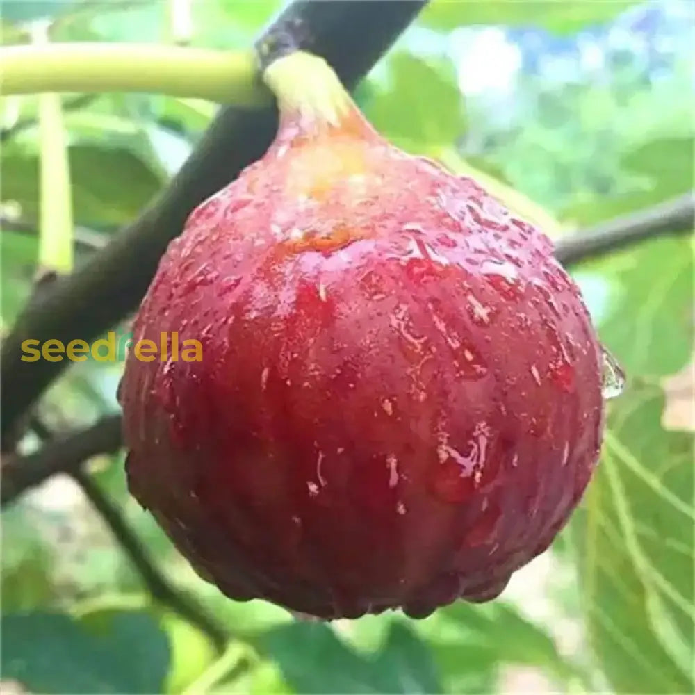 Red Fig Tree Seeds for Planting Seed for Lush, Sweet Harvests in Gardens and Backyards