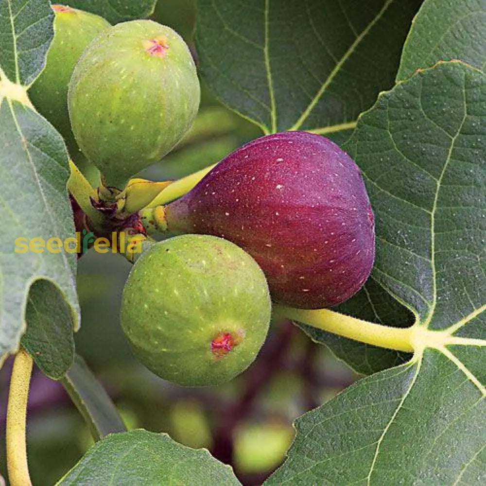 Red Fig Tree Seeds For Planting Seed For Lush, Sweet Harvests In Gardens And Backyards heirloom non-gmo organic garden seeds