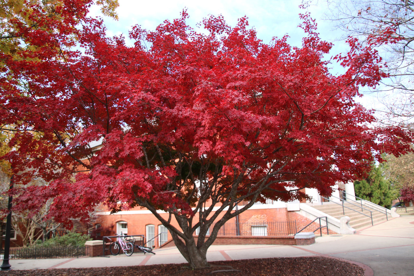Red Dragon Japanese Maple Herb Seeds